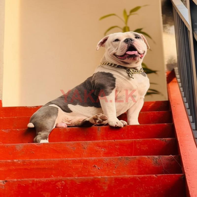 American Bully Male for Crossing
