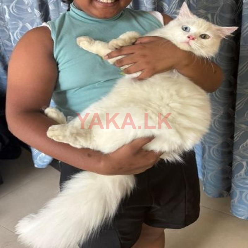 Persian Cat for Crossing