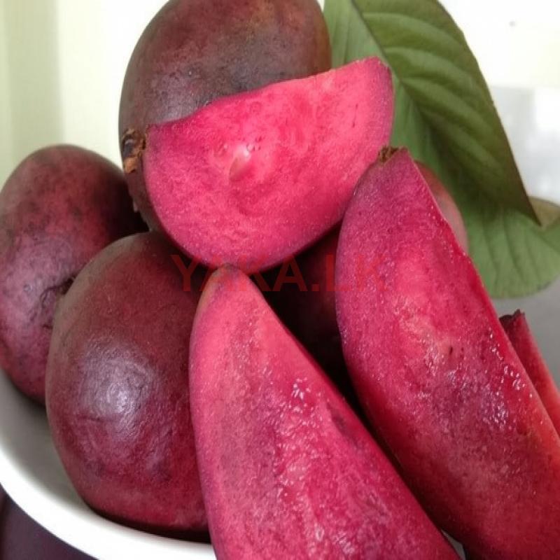 Red Guava