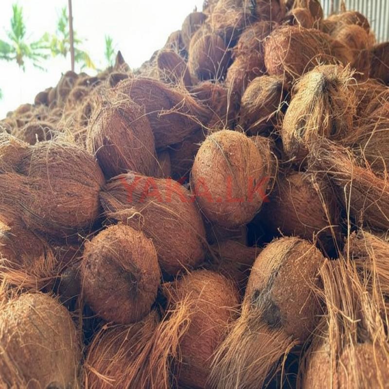 Coconut