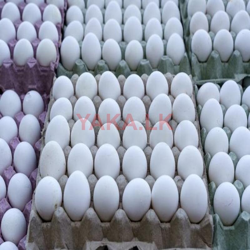 White Egg