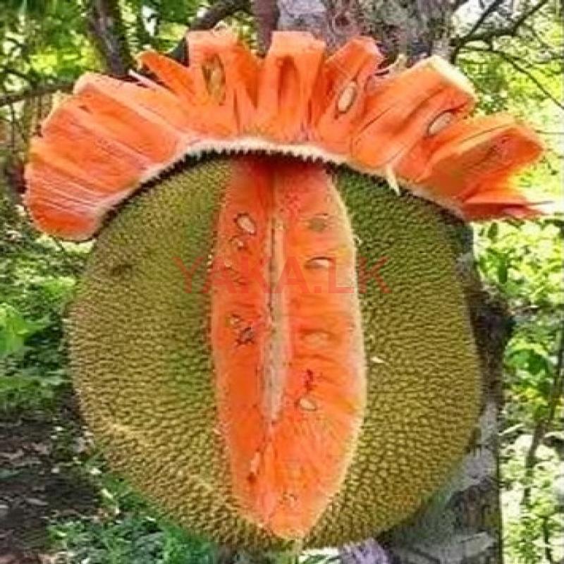 හයිබ්‍රිඩ් ගිනිවරකා පැළ