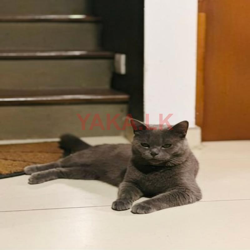 British Shorthair for Crossing