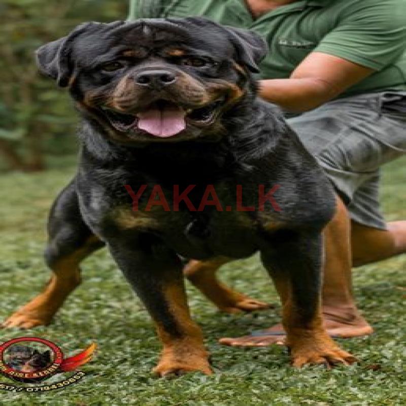 Rottweiler Dog for Crossing