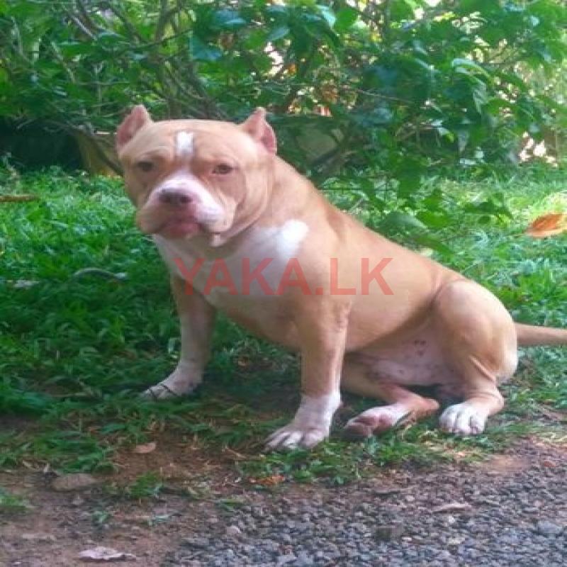 American Bully for Stud