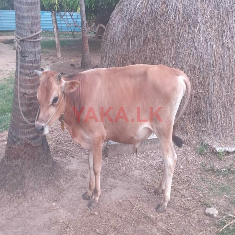Male Cow
