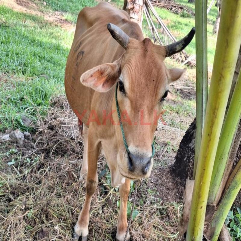 Farm Cow
