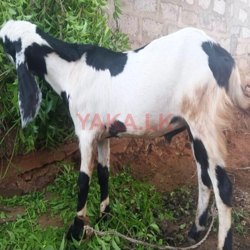 Farm Goat