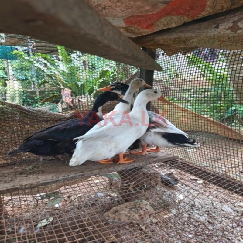තාරාවන්
