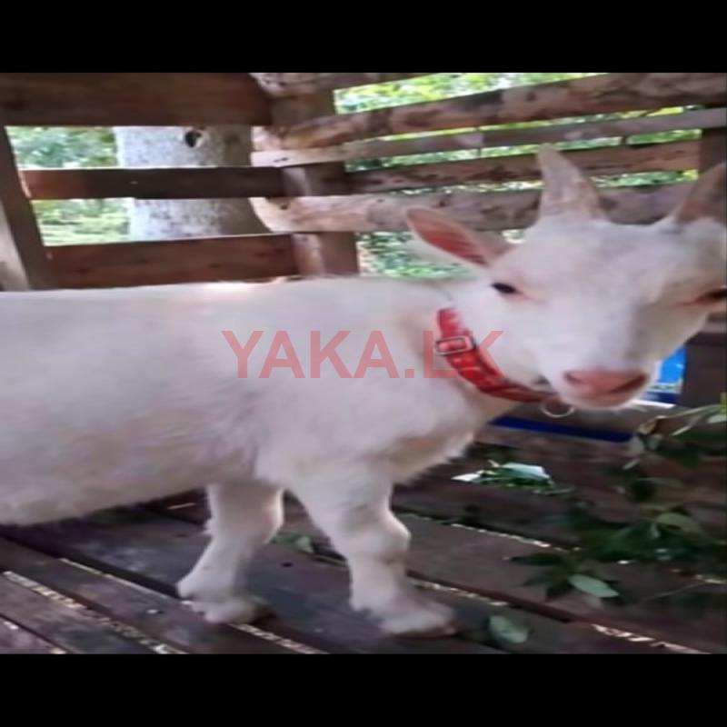 Sanaan Male Goat
