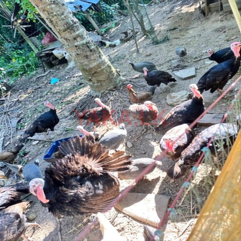 කලුකුම් කිකිලියන්