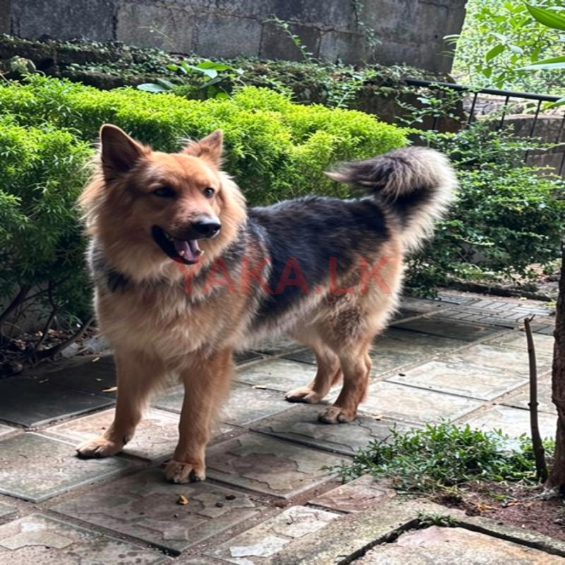 Lion Shepherd Dog for Crossing