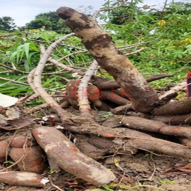 තුම්මස් මඤ්ඤොක්කා ලී