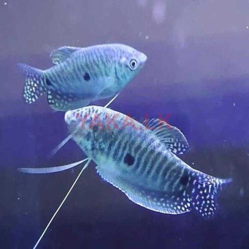 Gura Fish