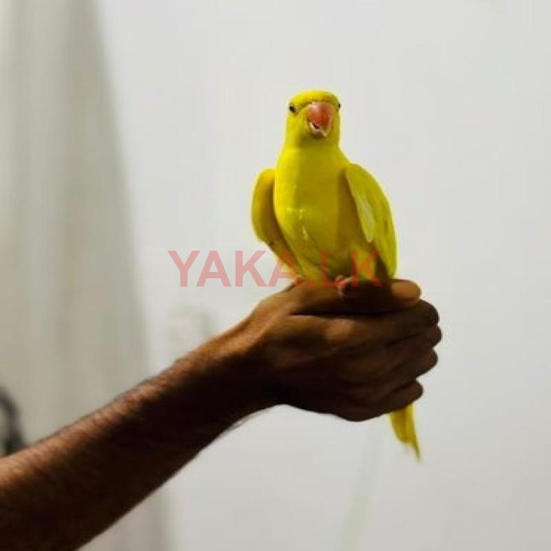 Yellow Ringneck Parrot